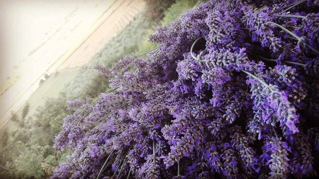 Фермерский дом Вилла Sonnellino In Maremma Масса-Мариттима Италия